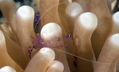 Ancylomenes sarasvati