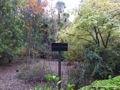 Ceanothus × delileanus