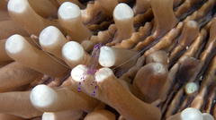 Ancylomenes sarasvati