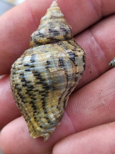 Stramonita canaliculata observed 2025-11-24