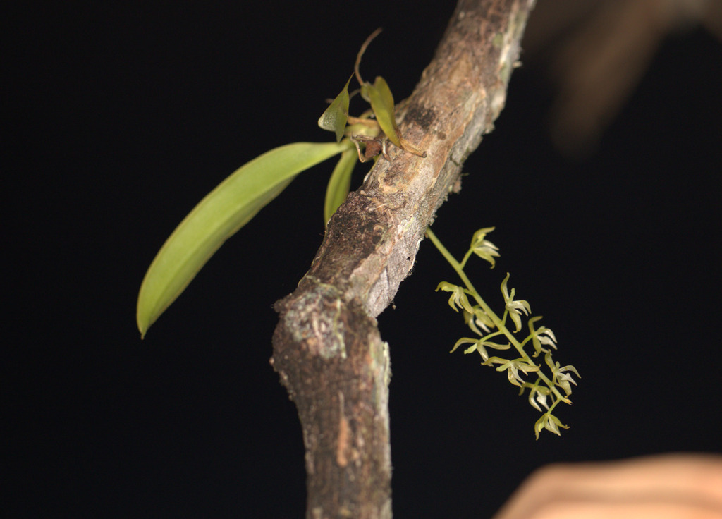 Notylia yauaperyensis