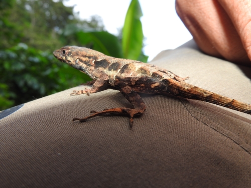 Gualaco Scaly Anole