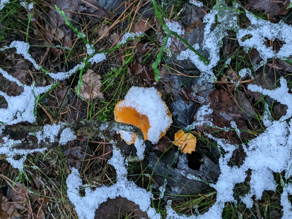 Cantharellus cibarius · November 2025 · photo: © naturalist57011 (iNaturalist, cc-by)