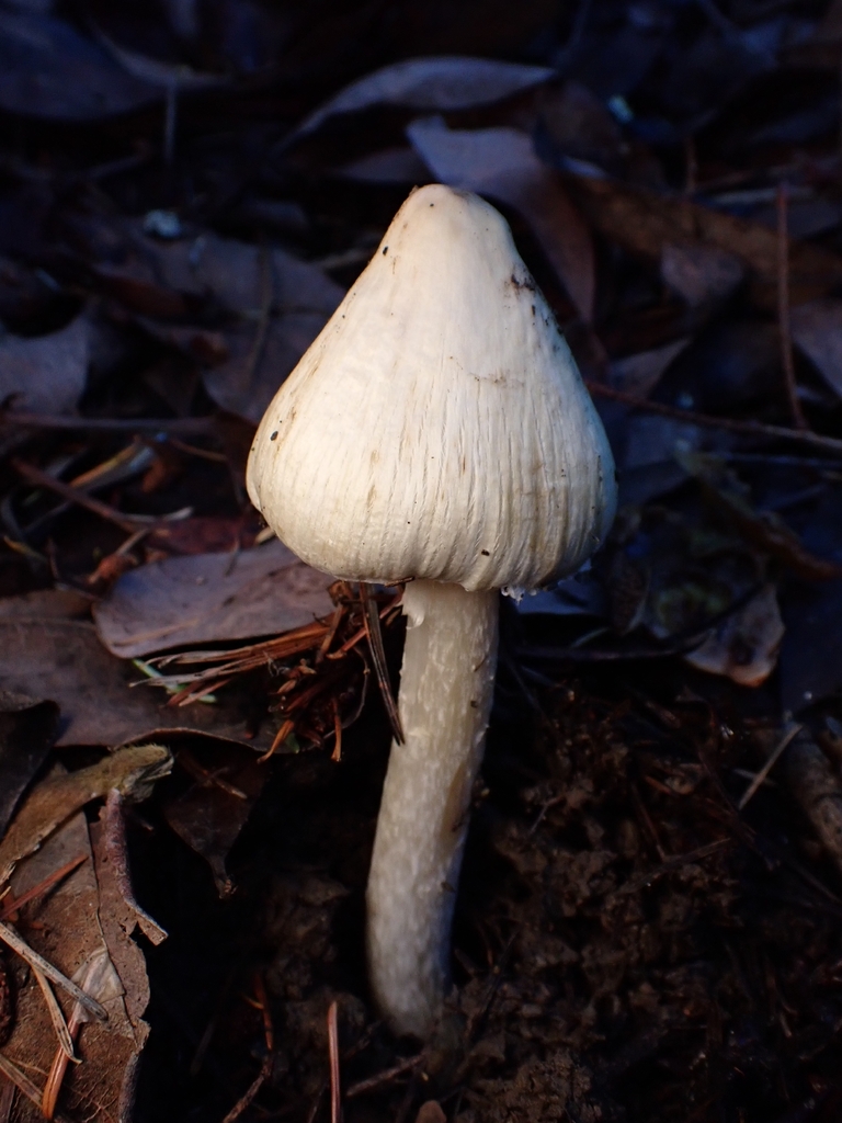 Pseudosperma sororium · November 2025 · photo: © raisin_wrangler (iNaturalist, cc-by)