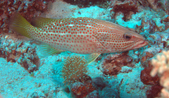 Anyperodon leucogrammicus