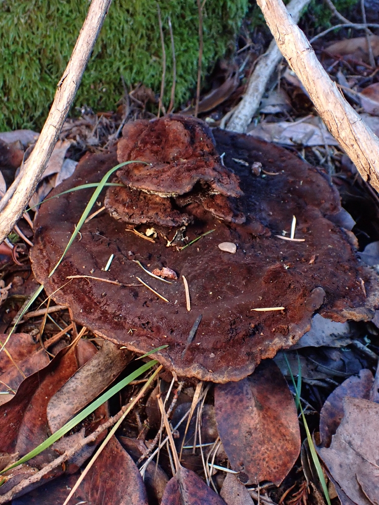 Phaeolus hispidoides · November 2025 · photo: © raisin_wrangler (iNaturalist, cc-by)