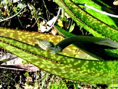 Gasteria acinacifolia