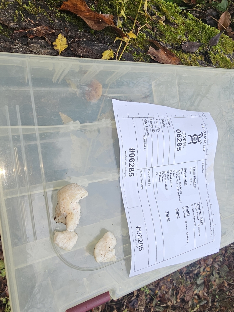 Entoloma abortivum · November 2025 · photo: © mushroomcowboy (iNaturalist, cc-by)