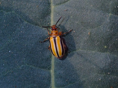 Lema daturaphila
