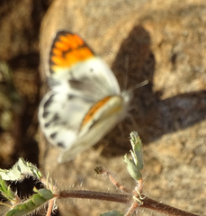 Colotis antevippe gavisa