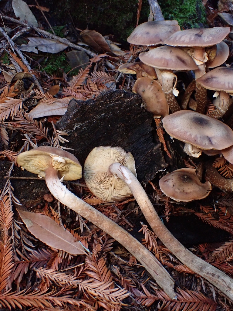 Armillaria mellea · November 2025 · photo: © raisin_wrangler (iNaturalist, cc-by)