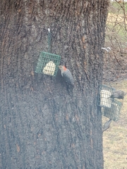 Melanerpes carolinus