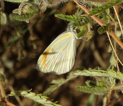 Colotis antevippe gavisa