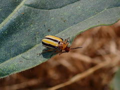 Lema daturaphila