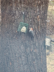 Melanerpes carolinus