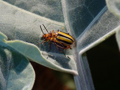 Lema daturaphila