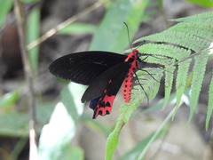 Atrophaneura semperi