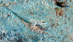 Fusigobius melacron