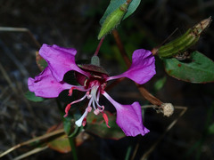 Clarkia unguiculata
