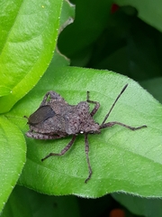 Camptischium