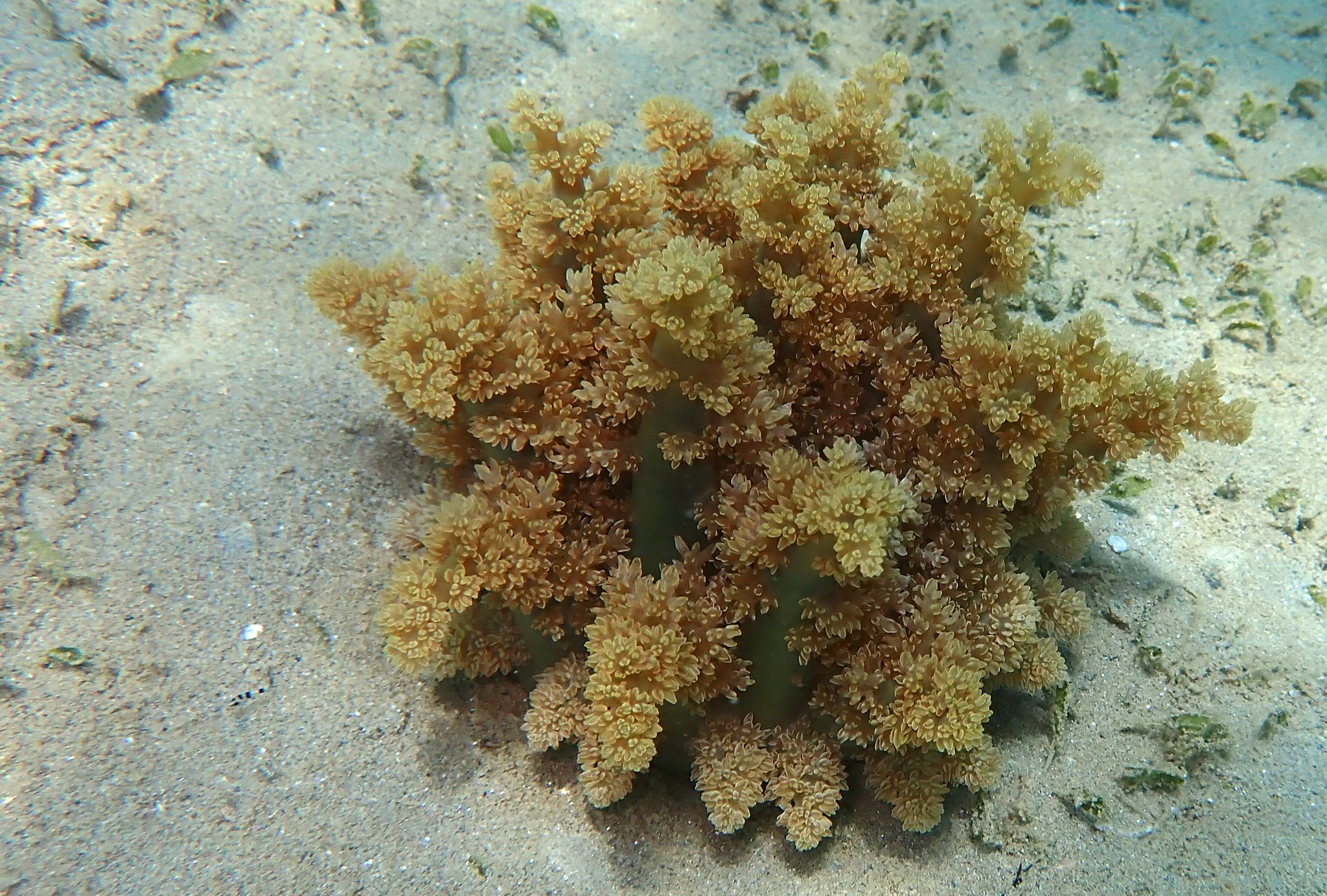 Actinodendron arboreum (Quoy & Gaimard, 1833)