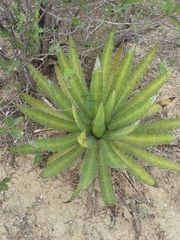 Agave univittata