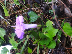 Ipomoea crinicalyx