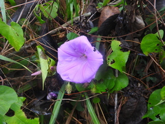 Ipomoea crinicalyx