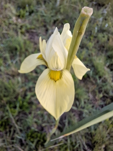Moraea spathulata, photograph 5