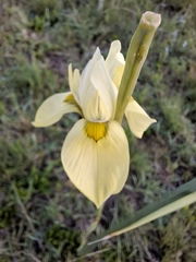 Moraea spathulata, photograph (c) Debbie, some rights reserved (CC BY-SA)