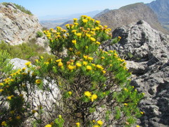 Pteronia aspera