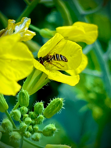 Unknown species found near Racoon Island Trail, Hardeeville, SC, US