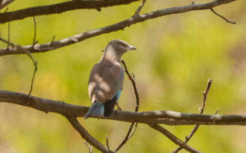 European Roller
