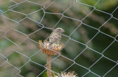 European Greenfinch