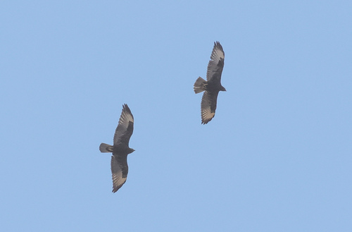 Long-legged Buzzard