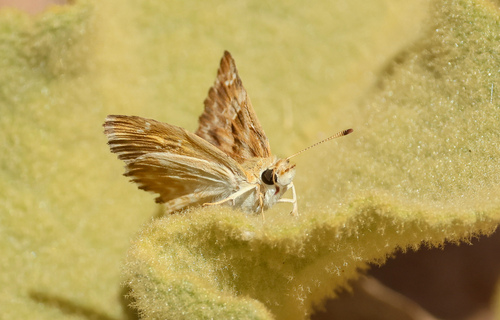 Mallow Skipper