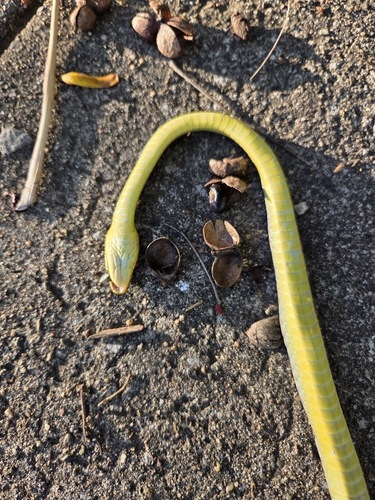 Common Tree Snake sighting
