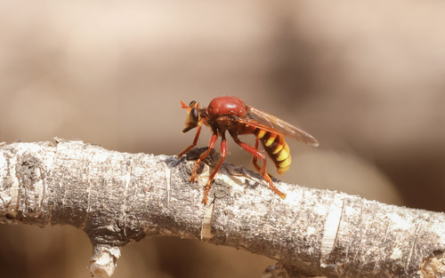 Stiphrolamyra pleskei