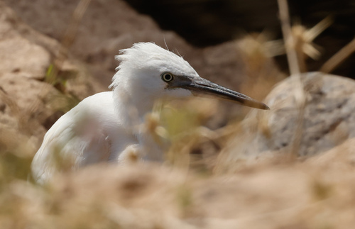 Little Egret