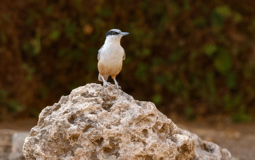 Eastern Rock Nuthatch