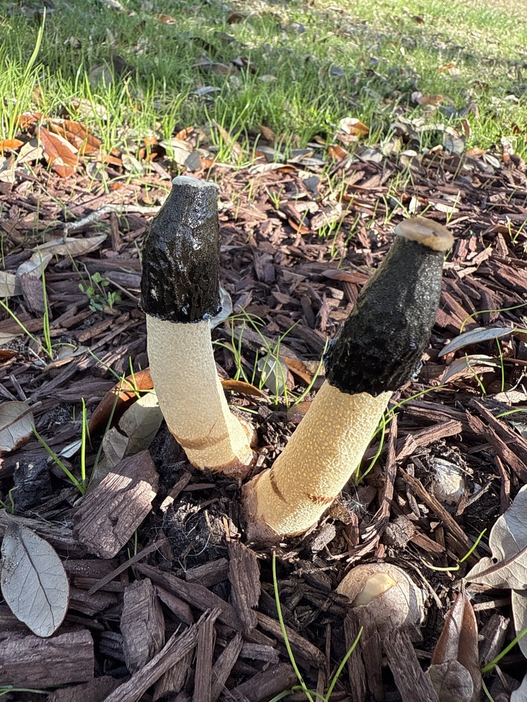 Phallus ravenelii · November 2025 · photo: © as_is_the_sea (iNaturalist, cc-by)