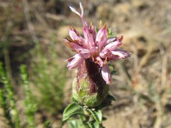 Pteronia hirsuta