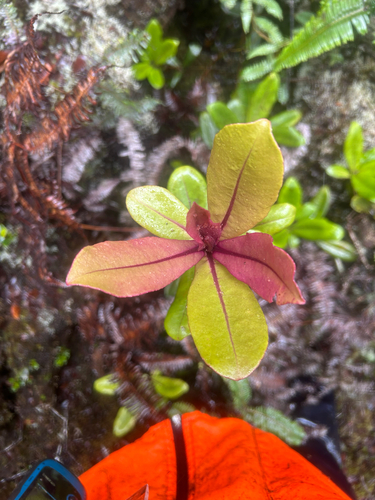 Myrsine lessertiana observed 2025-11-19