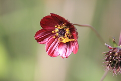 Cosmos scabiosoides