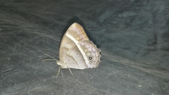 Taygetis thamyra
