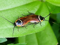 Pseudomops neglectus