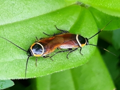 Pseudomops neglectus