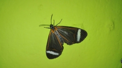 Hyalurga vinosa