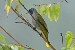 Brachypodius melanocephalos