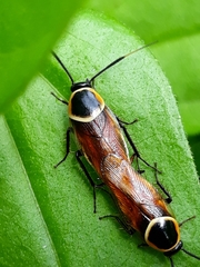 Pseudomops neglectus